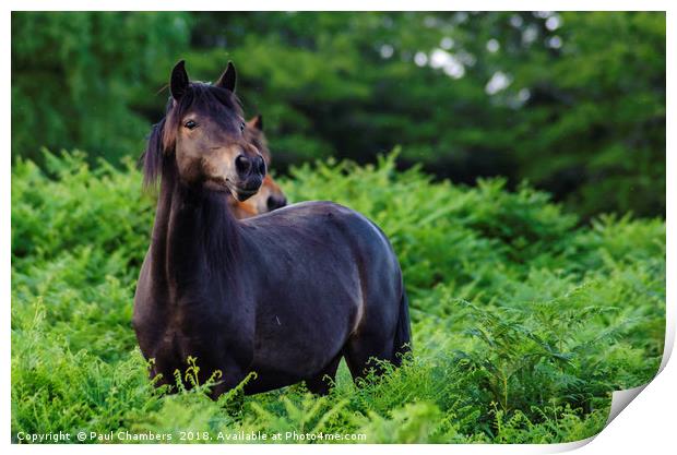 New forest Pony Print by Paul Chambers