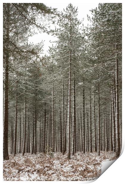 Winter In the New Forest Print by Paul Chambers