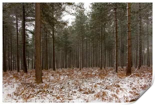 Winter In the New Forest Print by Paul Chambers