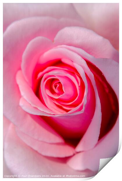 Pink Rose Print by Paul Chambers
