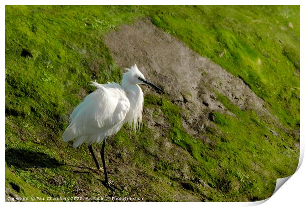 Egret Portsmouth Harbour Print by Paul Chambers