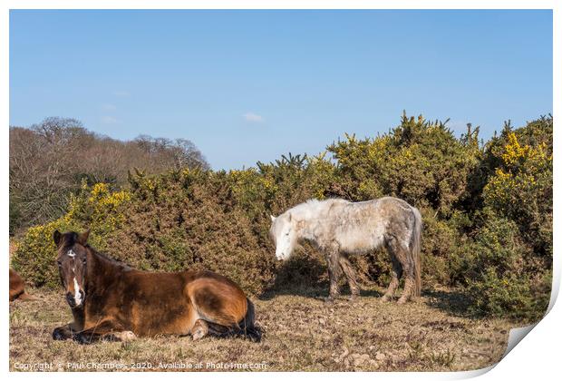 New Forest Ponies Print by Paul Chambers