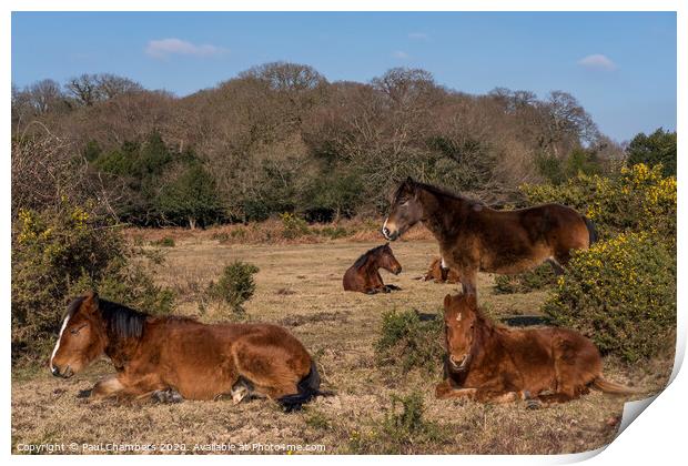 New Forest Ponies Print by Paul Chambers