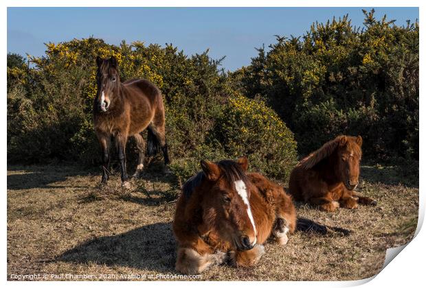 New Forest Ponies Print by Paul Chambers