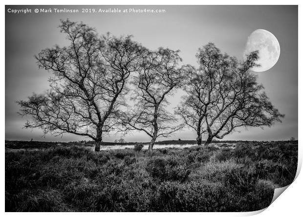 Three Trees Print by Mark Tomlinson