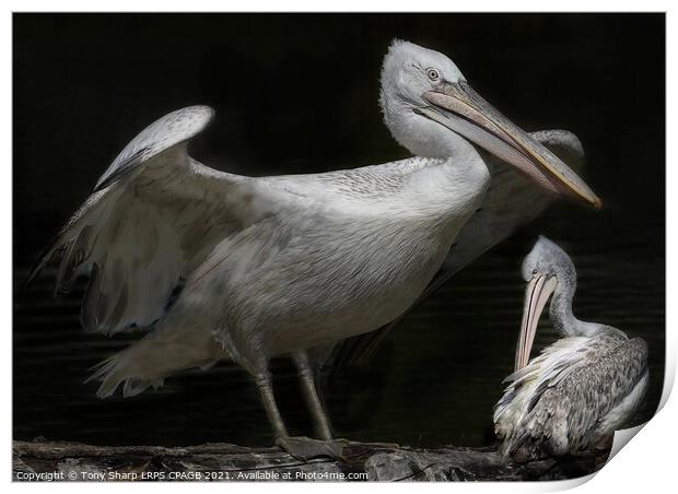 TWO GREAT WHITE PELICANS (Pelecanus onocrotalus) AT REST BY A LAKE Print by Tony Sharp LRPS CPAGB