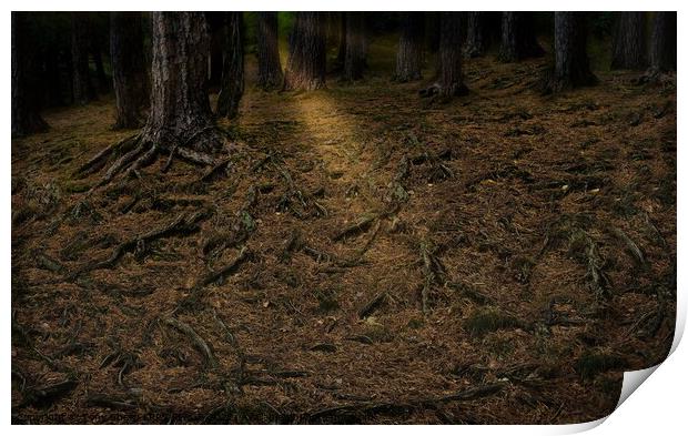 TREE ROOTS IN A SUNLIT GLADE Print by Tony Sharp LRPS CPAGB