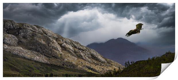 SOARING OVER WILDERNESSE - A GOLDEN EAGLE IN THE SCOTTISH HIGHLANDS Print by Tony Sharp LRPS CPAGB