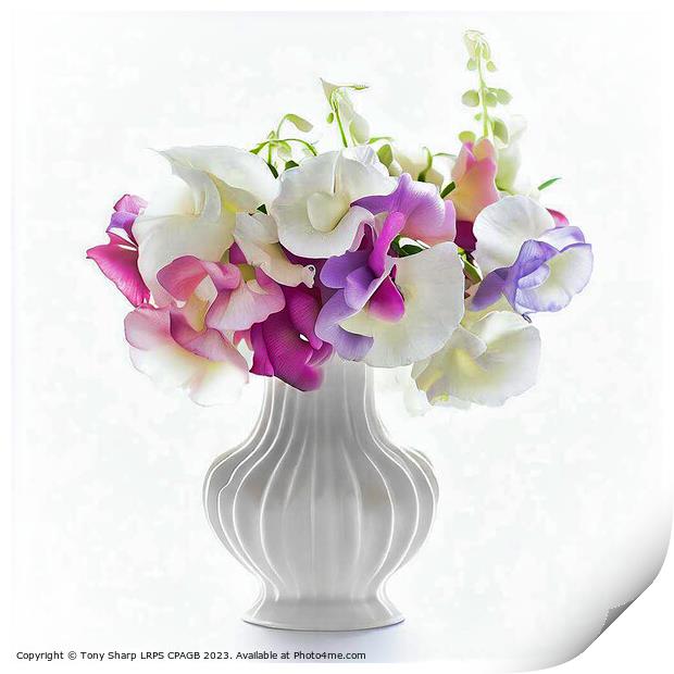 SWEET PEAS IN FLUTED VASE Print by Tony Sharp LRPS CPAGB