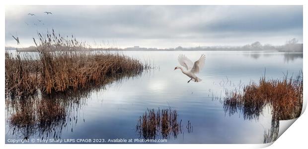 SOFT LANDING -GRAVEL QUARRY LAKE RYE HARBOUR NATURE RESERVE Print by Tony Sharp LRPS CPAGB