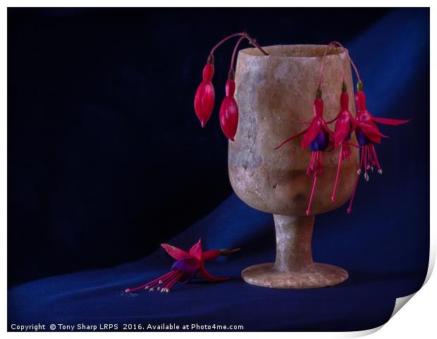 Fuchsia Buds and Blooms in Alabaster Cup Print by Tony Sharp LRPS CPAGB