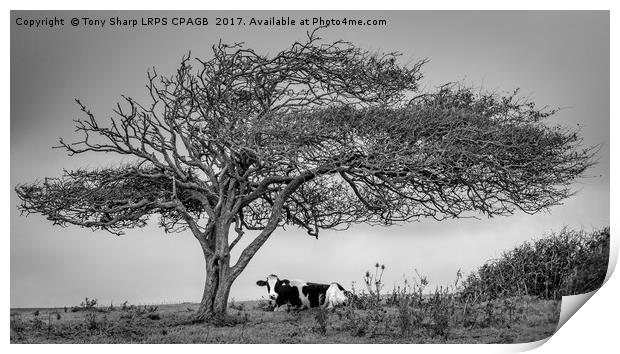 A COW UNDER A TREE Print by Tony Sharp LRPS CPAGB