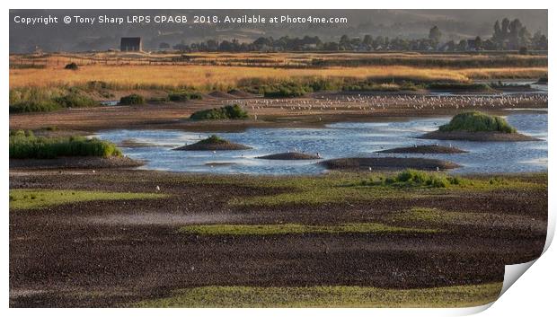 RYE HARBOUR NATURE RESERVE Print by Tony Sharp LRPS CPAGB