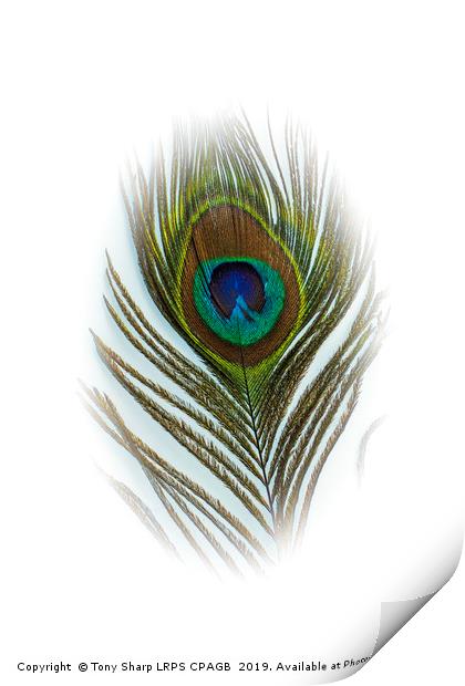 PEACOCK FEATHER Print by Tony Sharp LRPS CPAGB