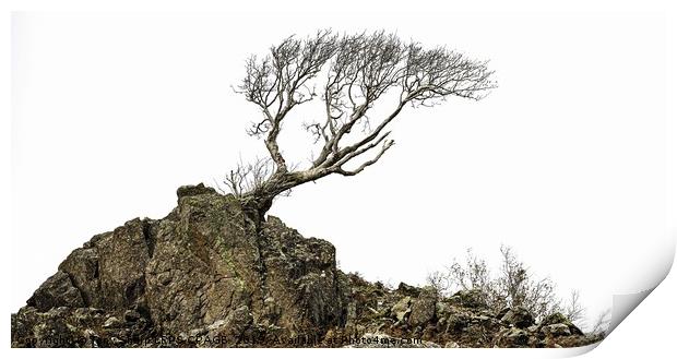 LONE TREE ON ROCKY OUTCROP Print by Tony Sharp LRPS CPAGB