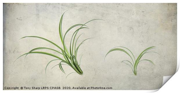 SPIDER PLANTS (Chlorophytum comosum) Print by Tony Sharp LRPS CPAGB