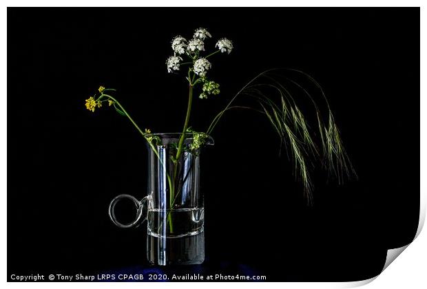 MEADOW FLOWERS AND GRASS STEM IN AN ELEGANT GLASS  Print by Tony Sharp LRPS CPAGB