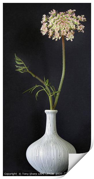 WILD CARROT FLOWER STEM IN CLAY VASE Print by Tony Sharp LRPS CPAGB