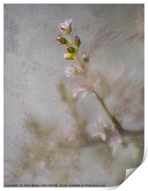 DELICATE BLOOMS Print by Tony Sharp LRPS CPAGB