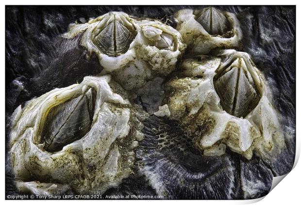 BARNACLES ON MUSSEL SHELL Print by Tony Sharp LRPS CPAGB
