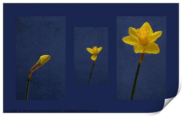 FROM BUD TO BLOOM Print by Tony Sharp LRPS CPAGB