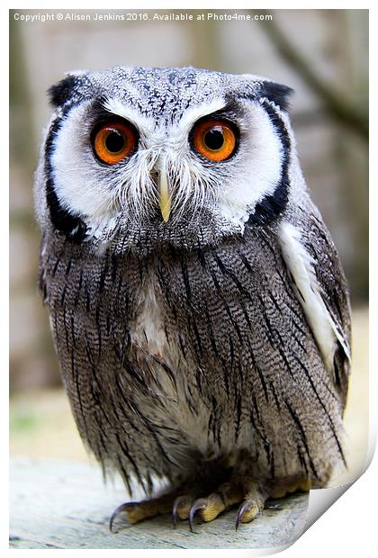  It's Rude to Stare - White Faced Owl Print by Alison Jenkins