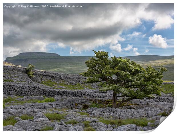 Ingleborough, Limestone and Hawthorn Print by Reg K Atkinson