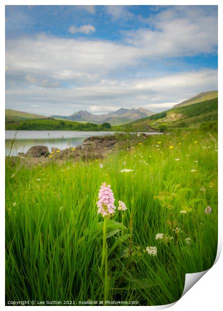 Snowdonia wild Orchid Print by Lee Sutton