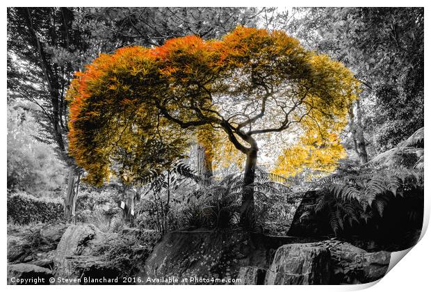 Orange tree Print by Steven Blanchard