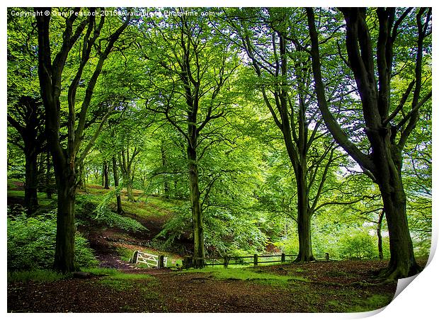  The gate in the wood Print by Gary Peacock