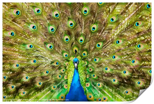 Peacock Display Print by Ian Merton