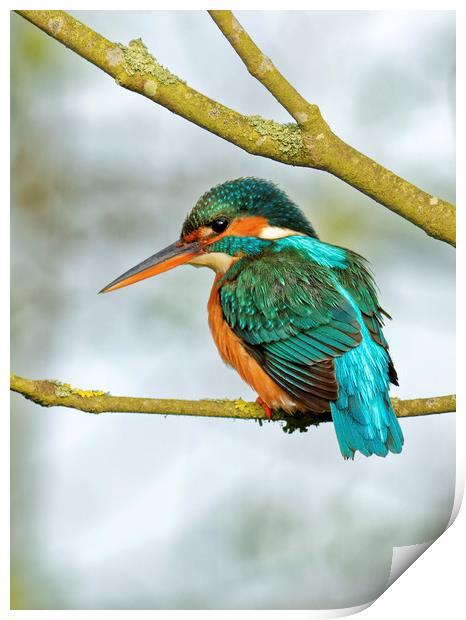 Kingfisher  Print by Ian Merton