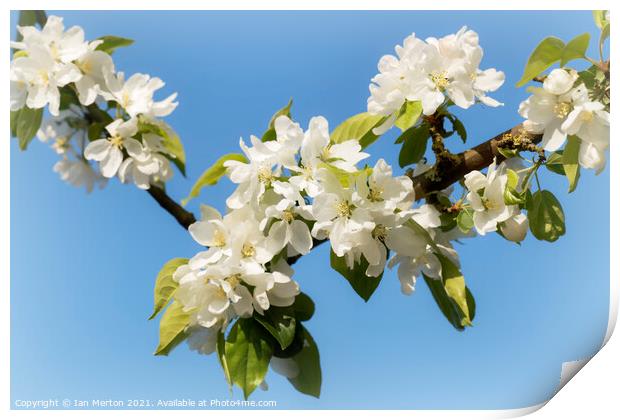 Apple Blossom Print by Ian Merton