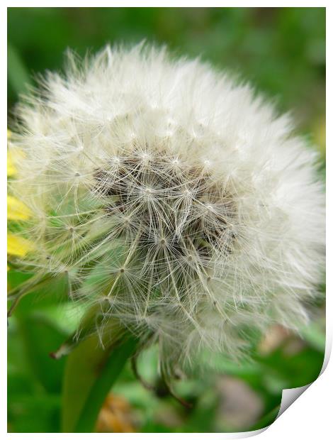 Dandelion Angel Print by Jackson Photography