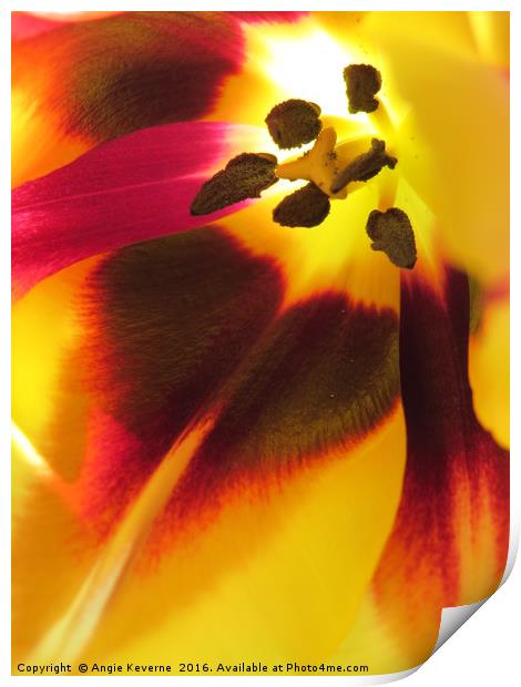 Tulip  Print by Angie Keverne
