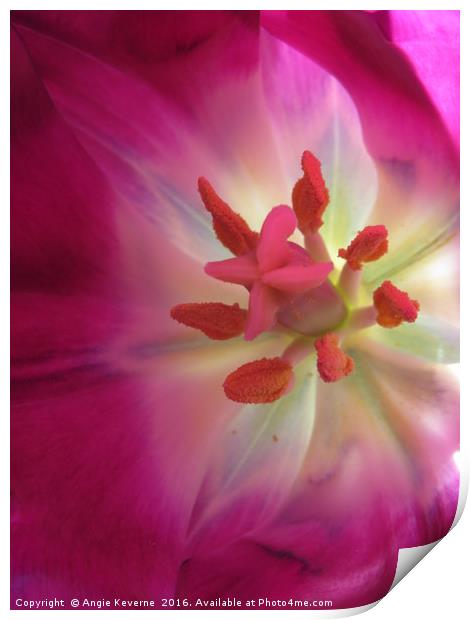 Pink Tulip Print by Angie Keverne