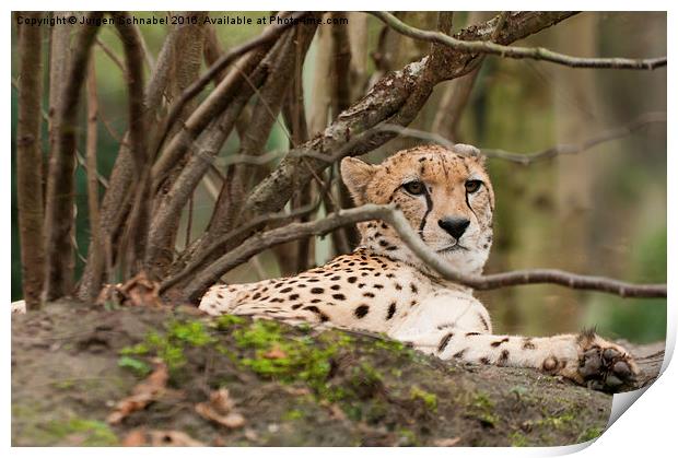  Relaxing leopard under a tree Print by Jurgen Schnabel