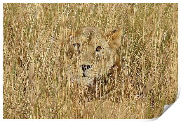 Wild Lion close up Print by Ralph Schroeder