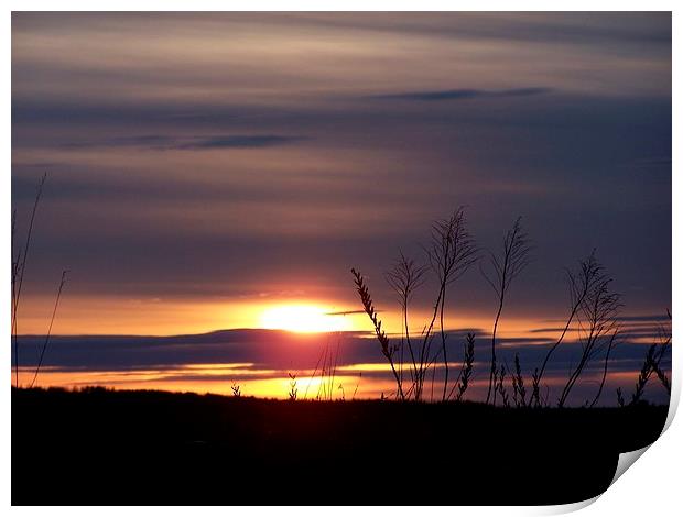  Grassy Sunset Print by dan Comeau