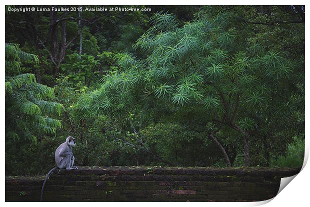 Grey Langur on Temple Wall Print by Lorna Faulkes