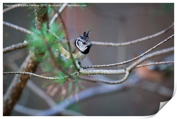 Crested Tit  Print by Lorna Faulkes