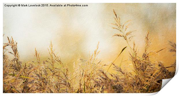  Grasses Print by Mark Lovelock