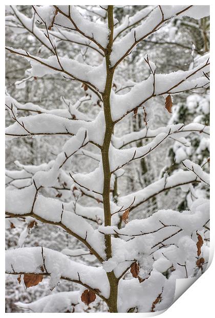 Tree branches covered in snow Print by S Fierros