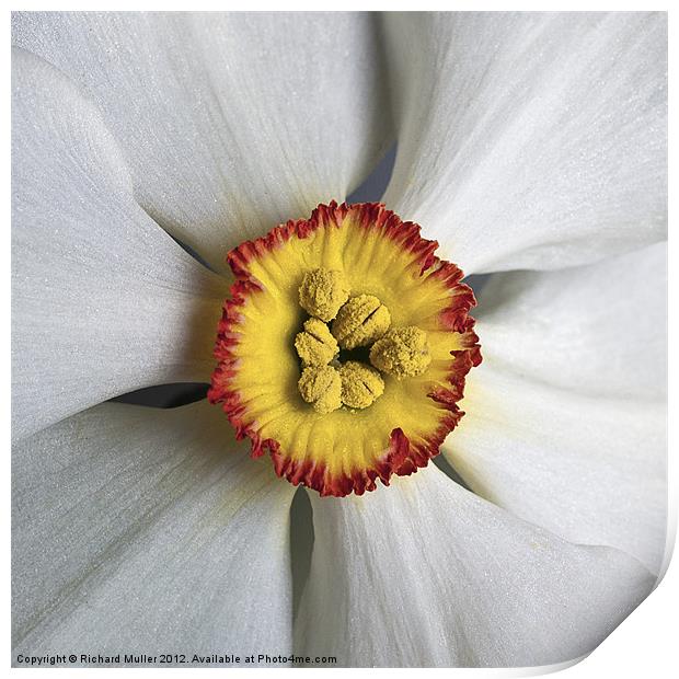 Daffodil Print by Richard Muller
