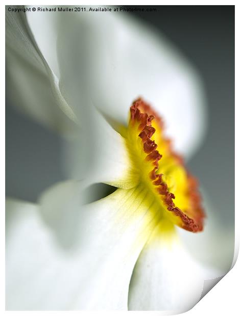 Daffodil Dream Print by Richard Muller
