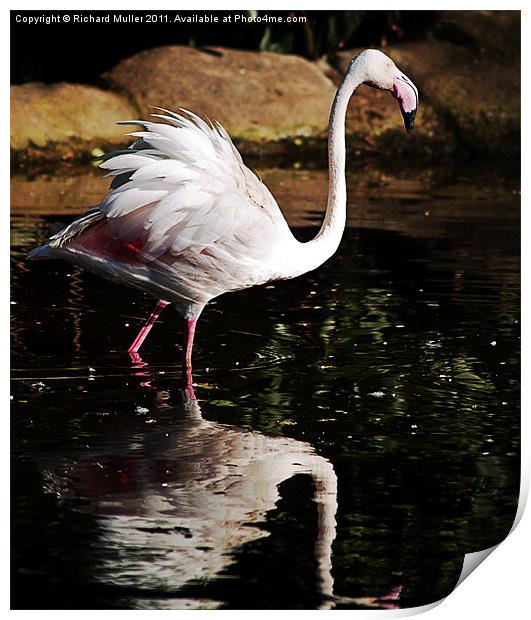 Ruffled Feathers Print by Richard Muller