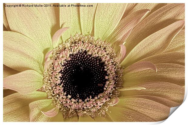 Faded Bloom Print by Richard Muller