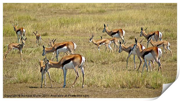 Springbok Print by Richard Muller