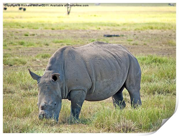 Rhino Print by Richard Muller