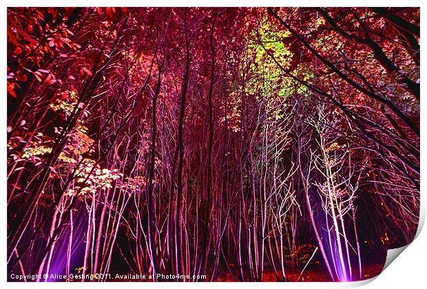 Electric Forest - Bedgebury Print by Alice Gosling
